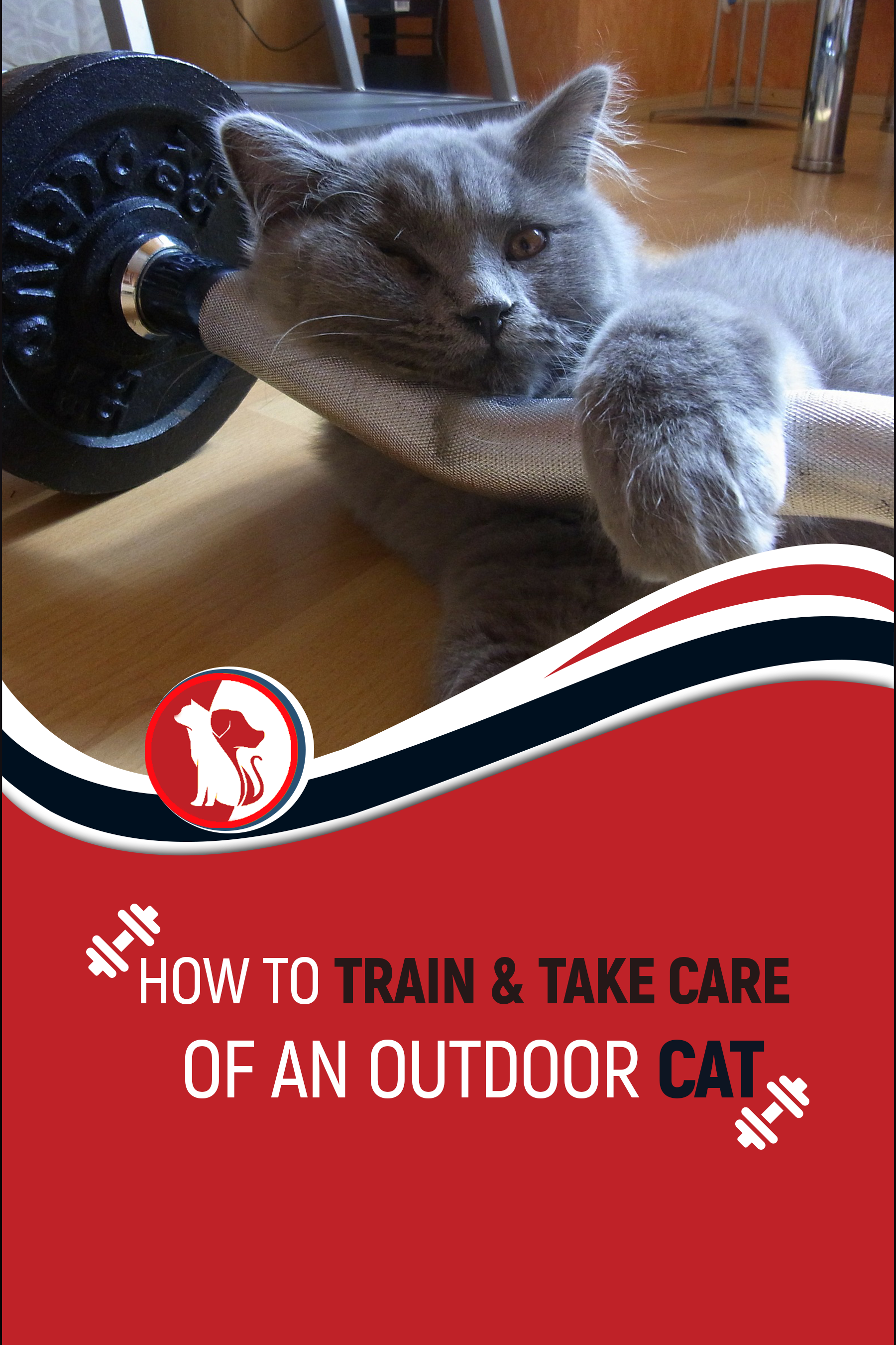 How to Train & Take Care of an Outdoor Cat