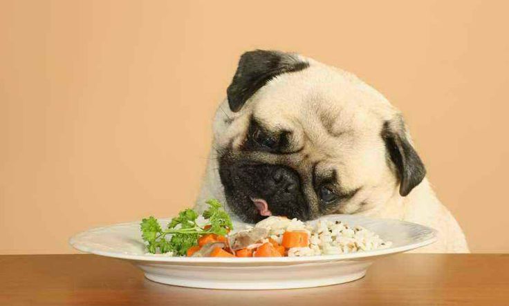 Is Boiled Chicken And Rice Safe For Dogs (Dengan gambar)
