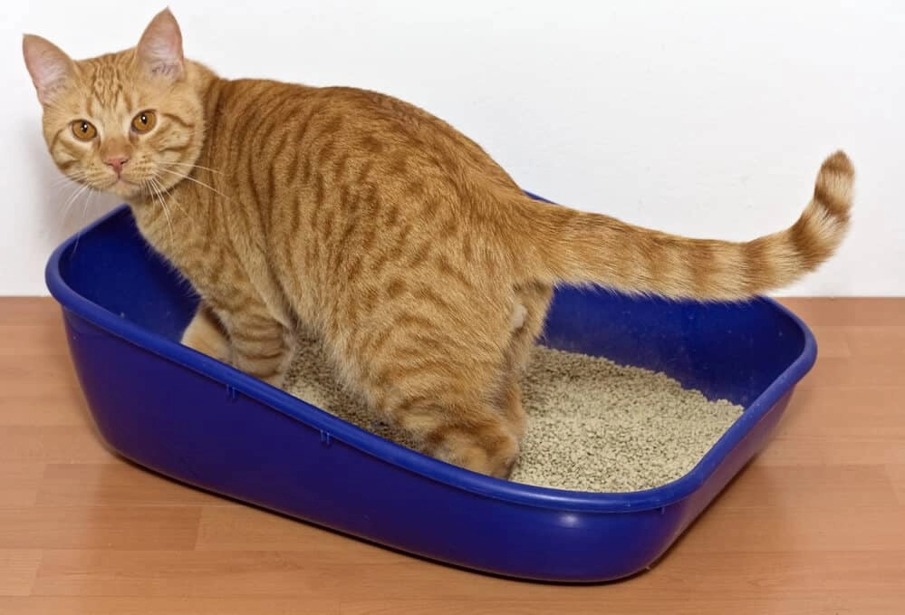 Is Clay Cat Litter Bad For The Environment?