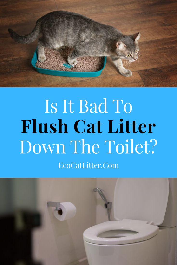 Is It Bad To Flush Cat Litter Down The Toilet?