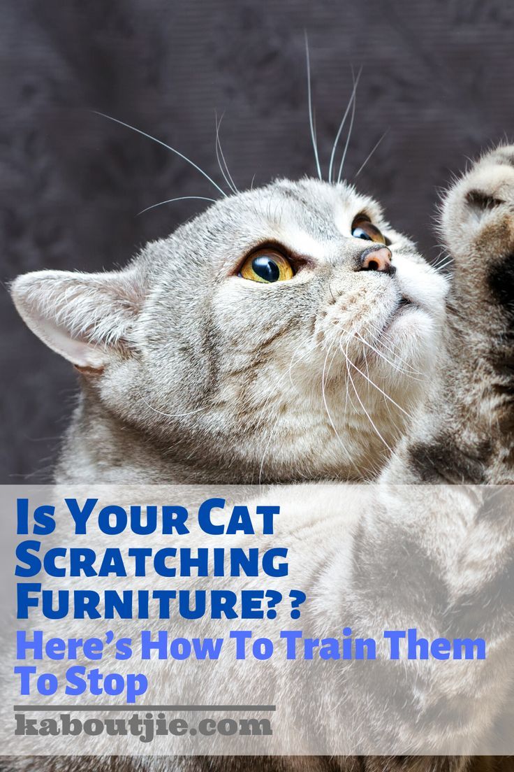 Is Your Cat Scratching Furniture? Heres How To Train Them ...