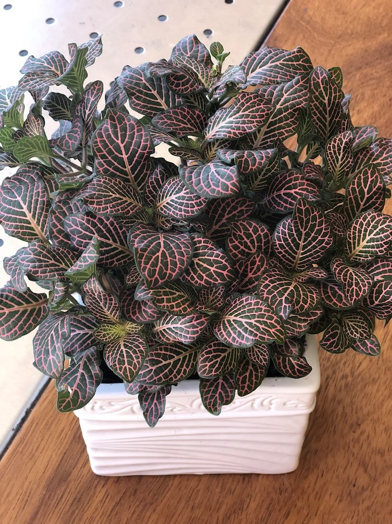 Pink Angel Nerve Plant Fittonia indoor house plants plant ...