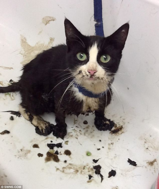 Pregnant cat in agony after being dropped in hot tar ...