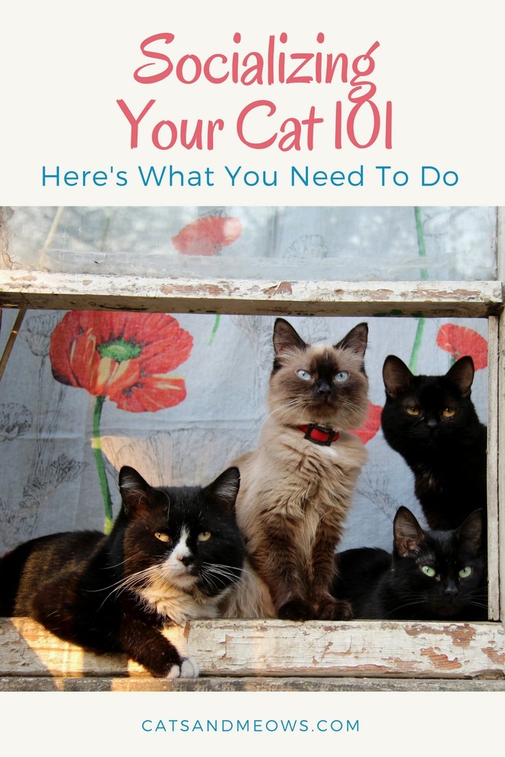 Socializing Your Cat 101: Hereâs What You Need To Do ...