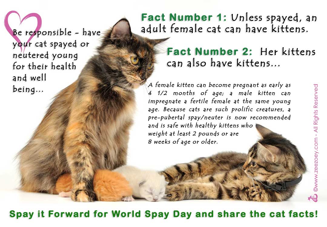 Spay it Forward for World Spay Day and Share the Facts on ...