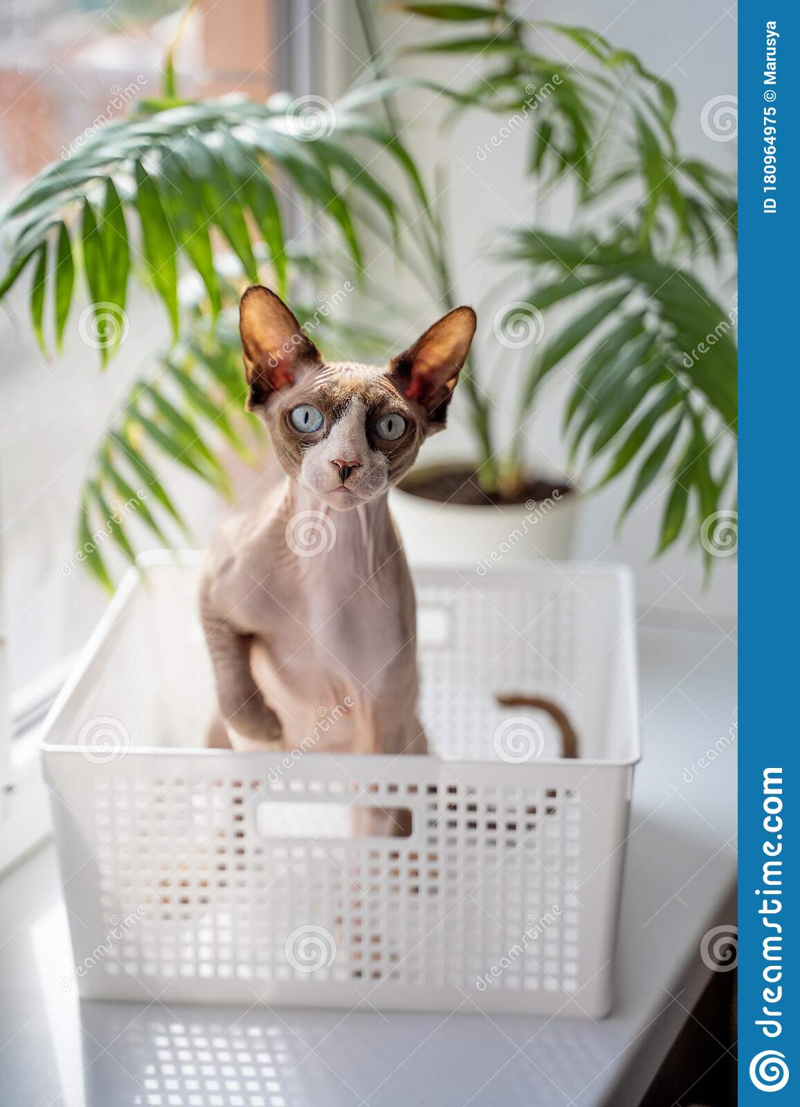 Sphynx Cat With Blue Eyes Sits In A Basket Stock Image ...