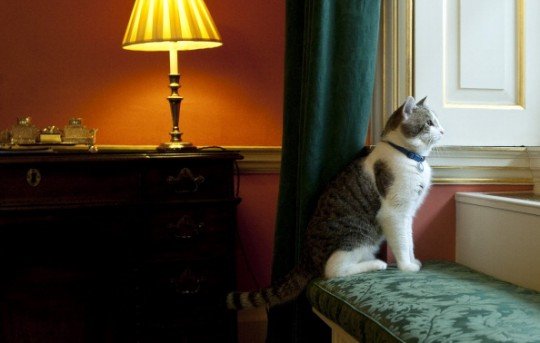 Strategies to Make Your Cat Feel Safe at Home