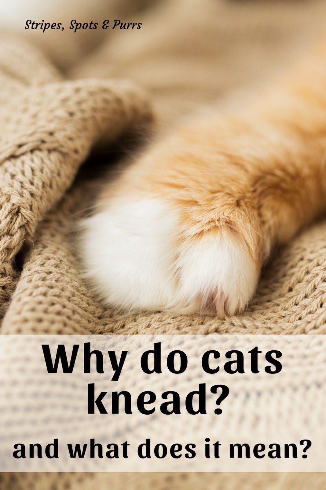 Stripes Spots and Purrs: Why Do Cats Knead?