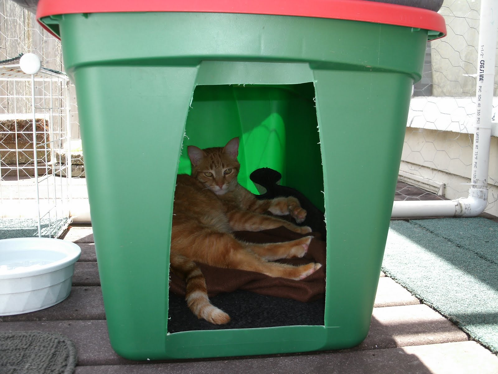 The Very Best Cats: How to Make a Winter Shelter for an ...