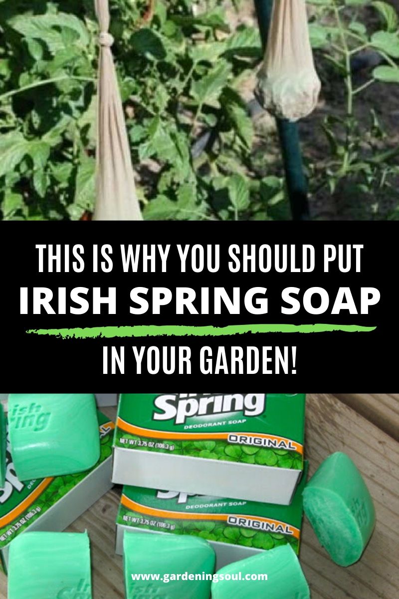 This is Why You Should Put Irish Spring Soap in Your Garden!