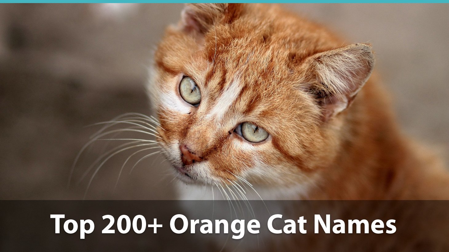 Top 200+ Names For Orange Cats: Funny, Traditional, Unique ...