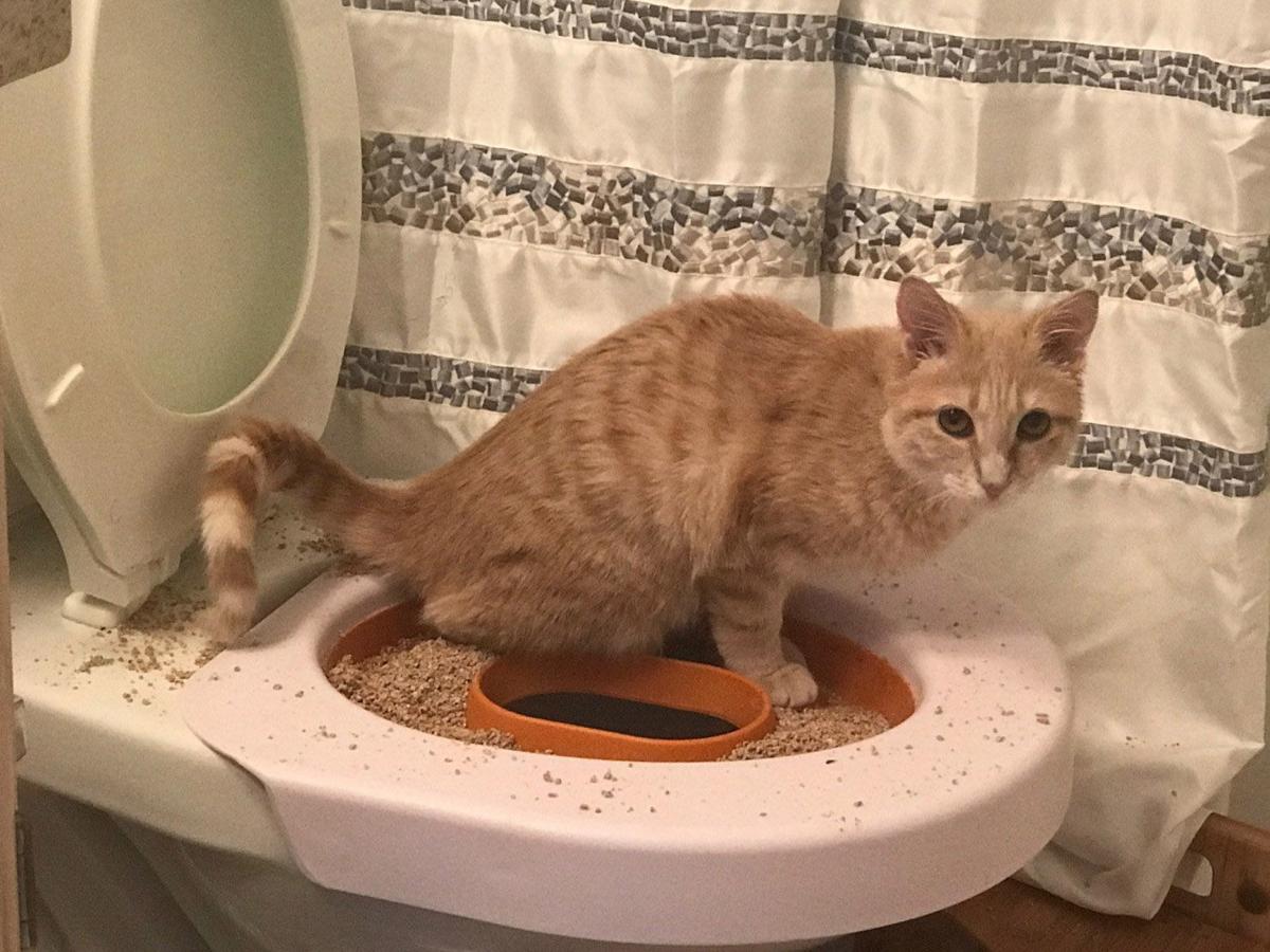 Train your cat to use the toilet?!