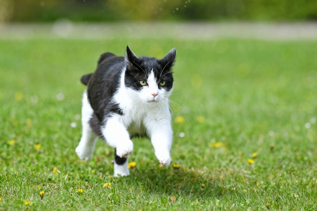 What To Do When My Cat Runs Away From Me?