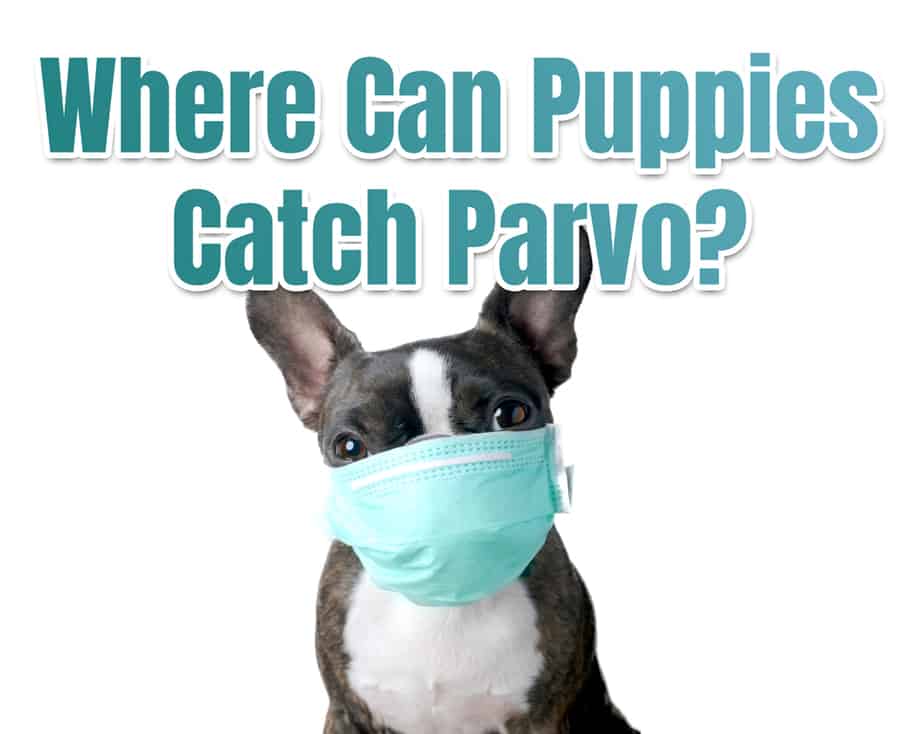Where Can a Puppy Catch Parvo? (Complete List)