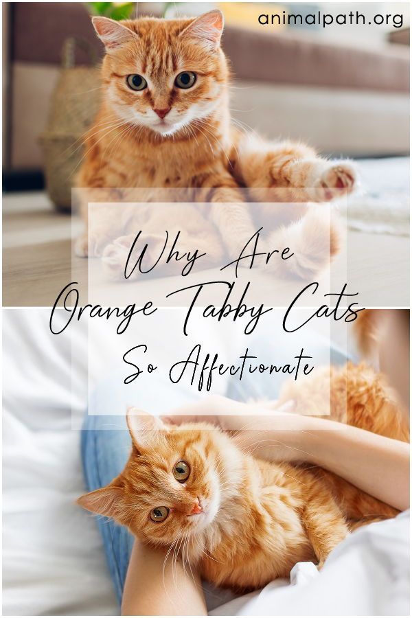 Why Are Orange Tabby Cats So Affectionate?