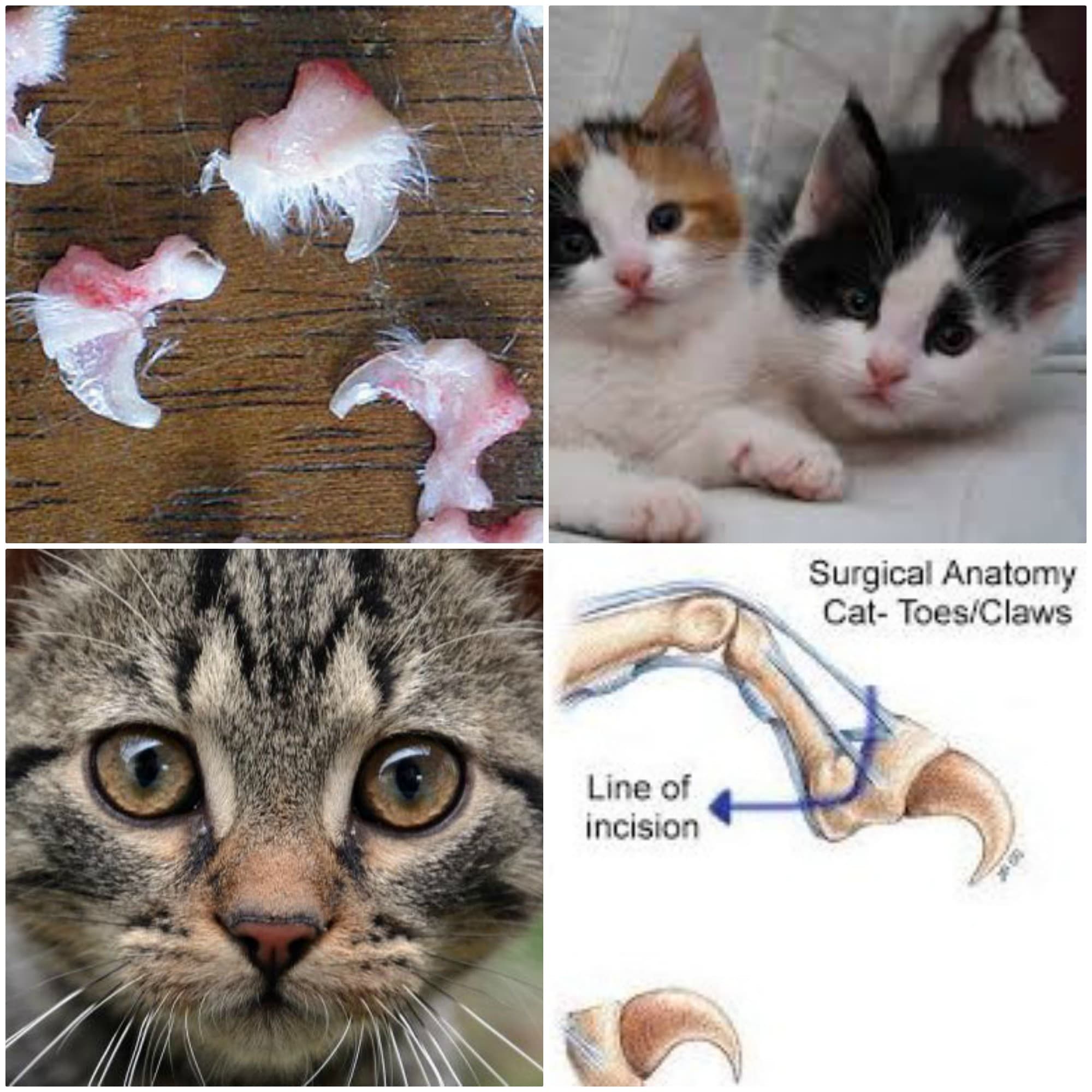 Why declawing your cats is animal cruelty.