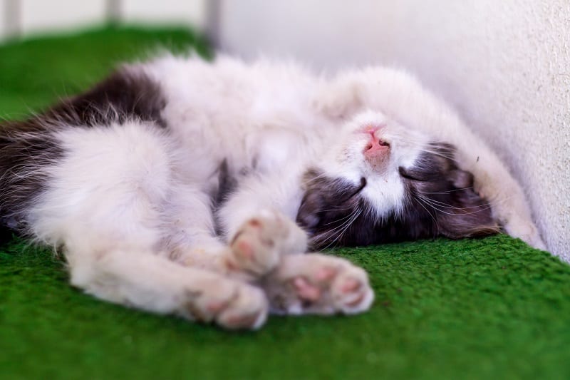 Why Do Cats Sleep with Their Head Upside Down?