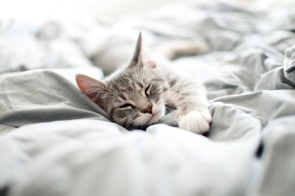 Why Do Cats Suck on Blankets? 5 Reasons