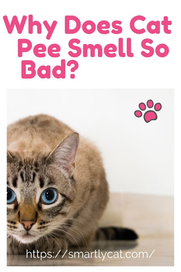 Why Does Cat Pee Smell So Bad?