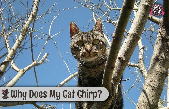 Why Does My Cat Chirp?