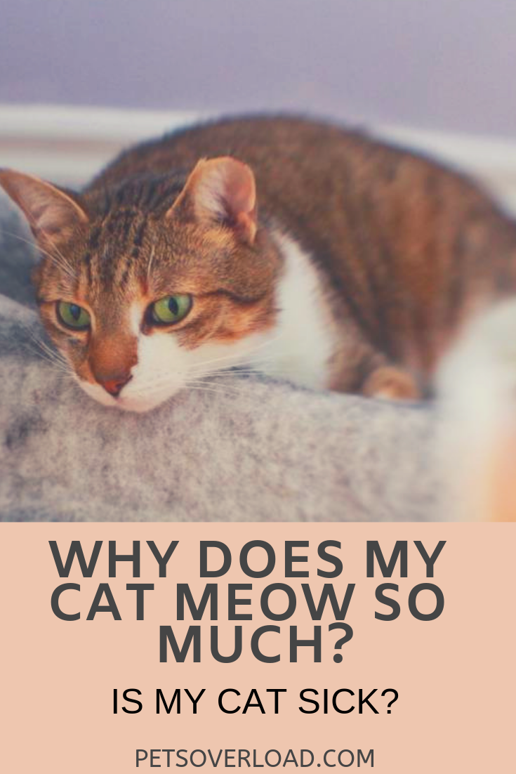 Why Does My Cat Meow so Much? Is My Cat Sick?