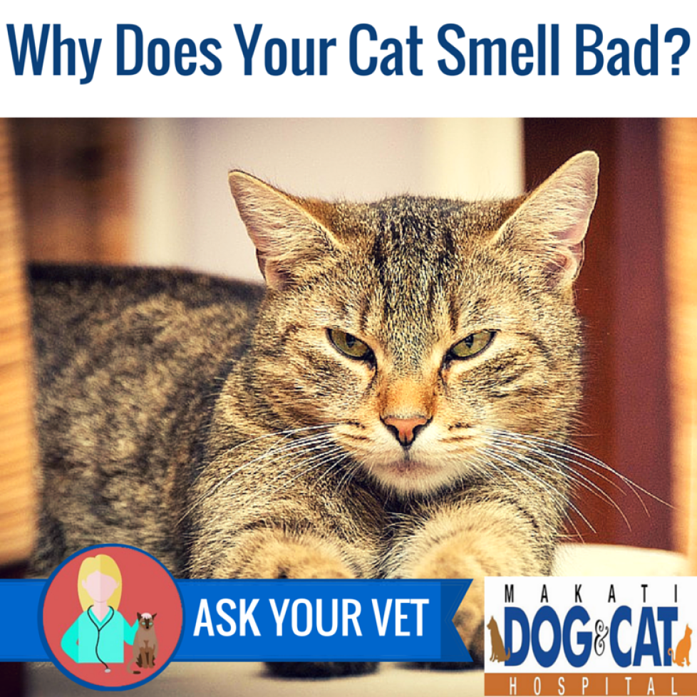 Why Does Your Cat Smell Bad?