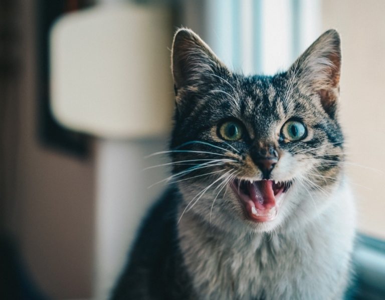 Why Is My Cat Acting Weird: The Most Common Reasons That ...