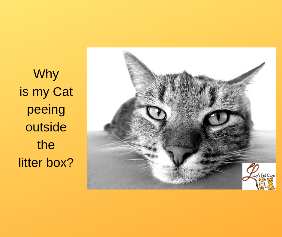 Why Is My Cat Peeing Outside the Litter Box?
