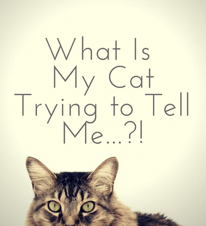 Why Is My Cat so Affectionate? Understanding a Cat