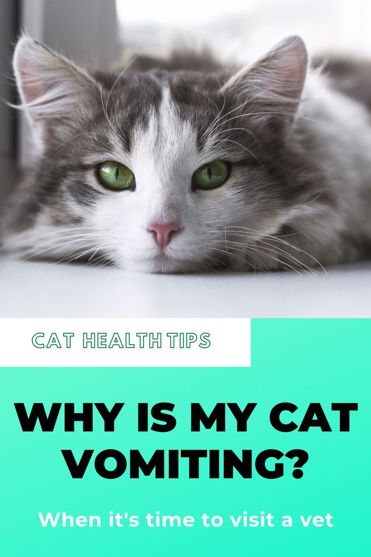 Why Is My Cat Throwing Up I Common Causes And Remedies in ...
