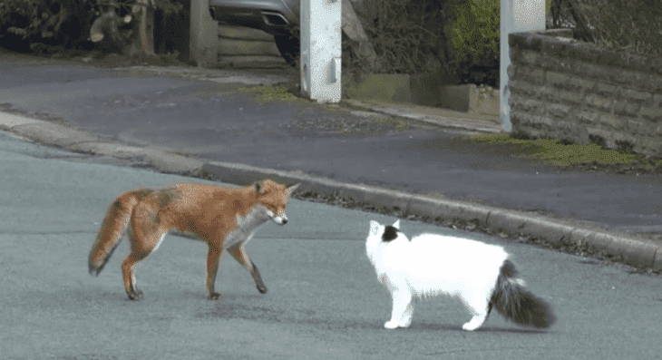 Wild fox runs up to cat, looks like hes about to attack ...