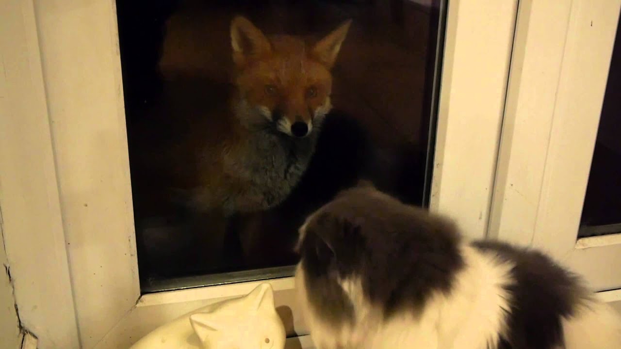 Will A Fox Attack A Cat