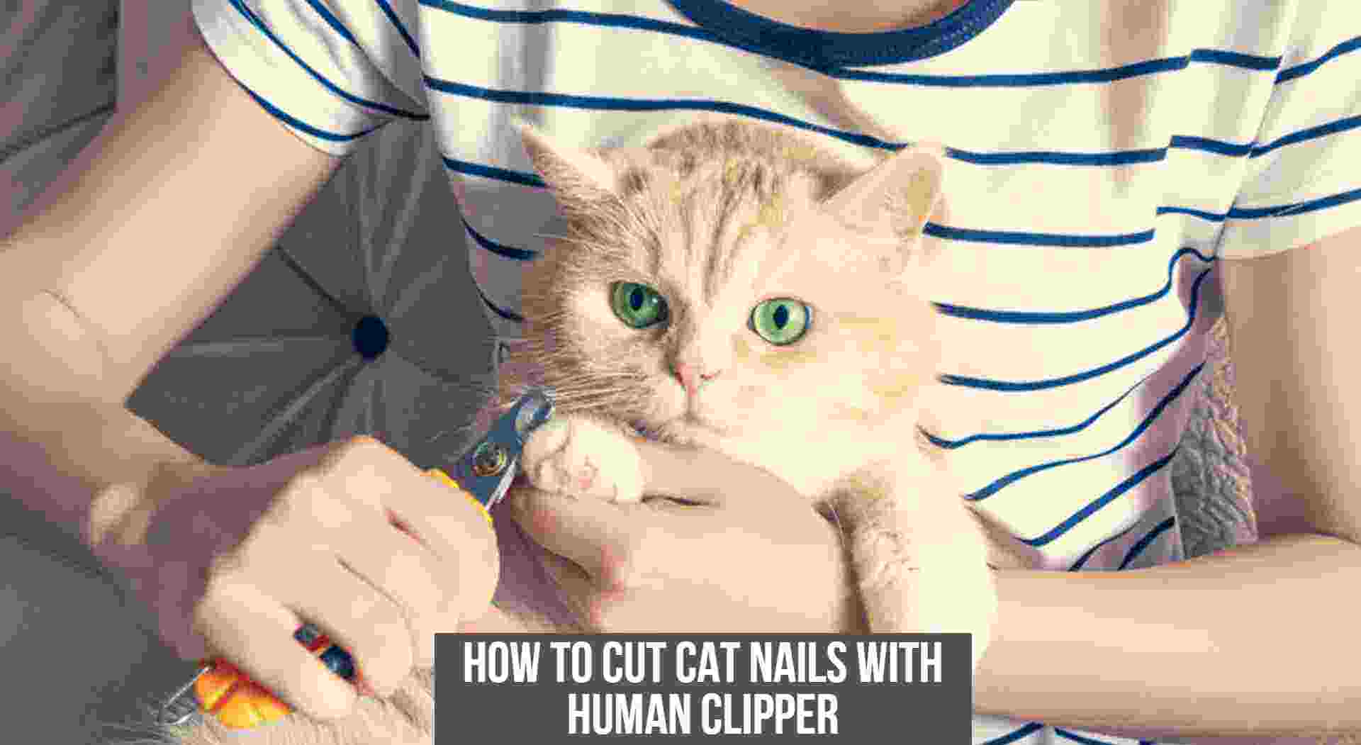 12 How to cut cat nails with human clippers