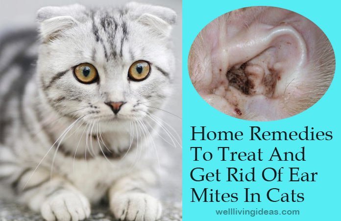 16 Effective Home Remedies To Treat And Get Rid Of Ear ...