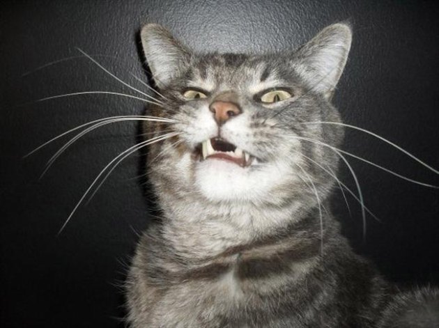 19 Perfectly Timed Photos of Sneezing Cats