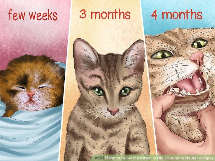 3 Ways to Know if a Kitten Is Old Enough to Neuter or Spay