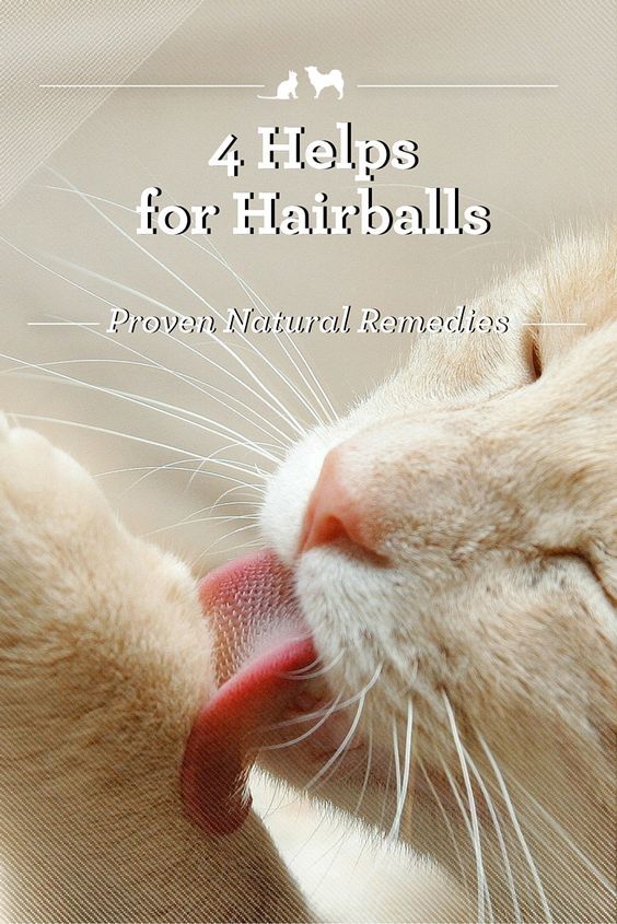 4 Natural Remedies for Hairballs