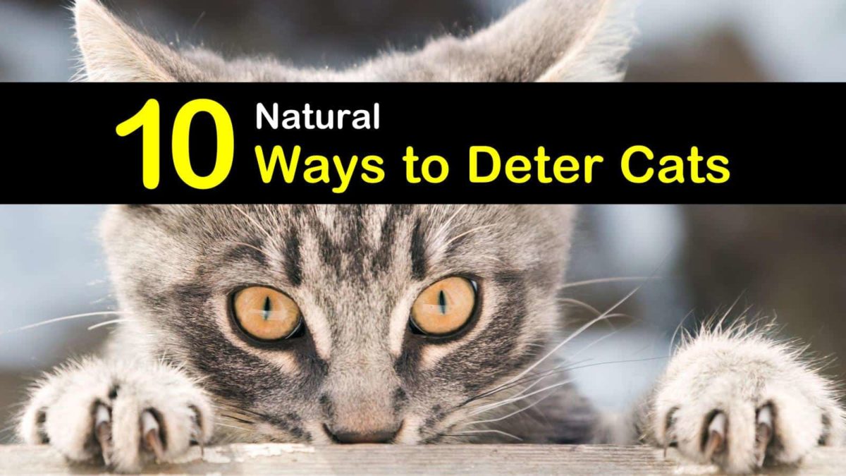 40 Top Photos Natural Cat Deterrent Outdoor / Tips For ...