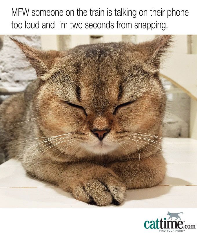 45 Funny &  Relatable Cat Memes To Make Your Day Better ...