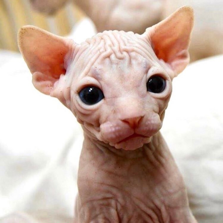 5 Facts about the hairless Sphynx cats