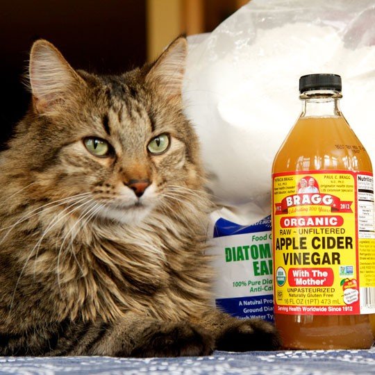 5 Natural Ways to Prevent &  Get Rid of Fleas on Cats