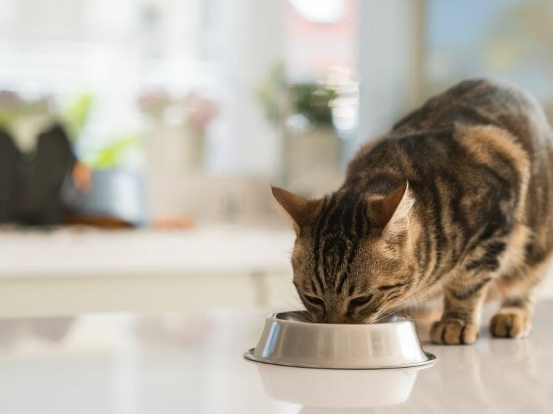 5 Reasons Why Your Cat Vomits After Eating