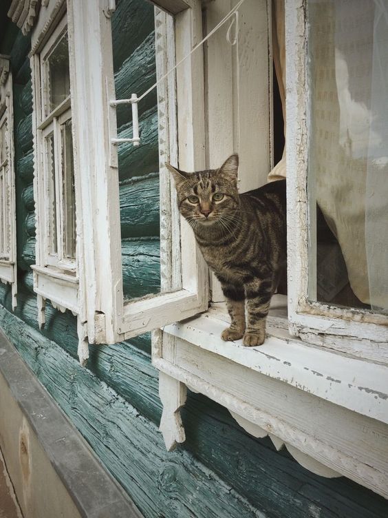 6 Ways To Keep Your Cat Safe From Falling Out Of Open ...