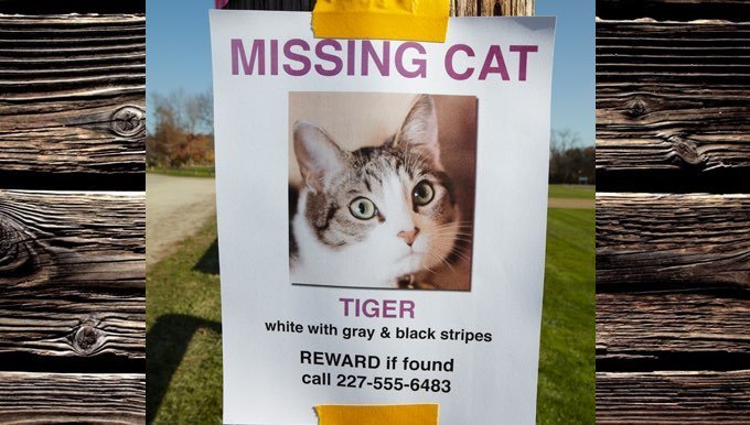 7 Things To Do If Your Cat Is Lost Or Missing