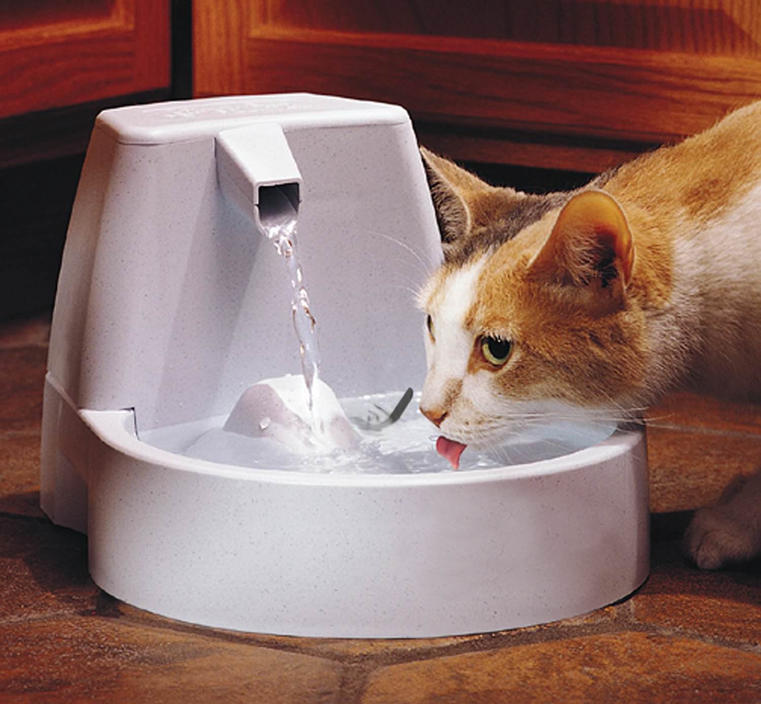 7 Ways To Get Your Cat To Drink More Water