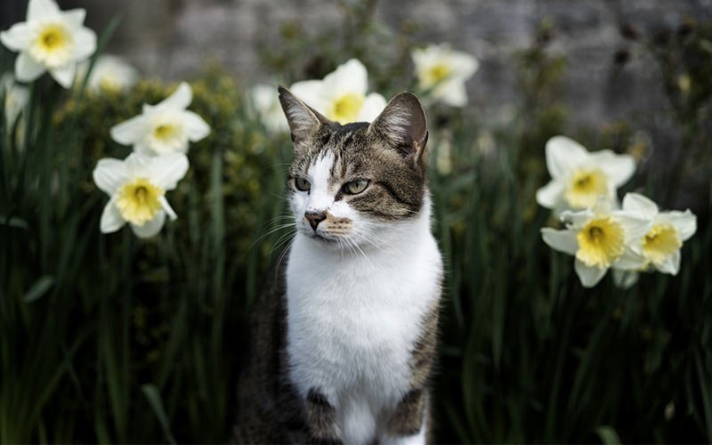A Complete Guide To Plants Cats Are Allergic To