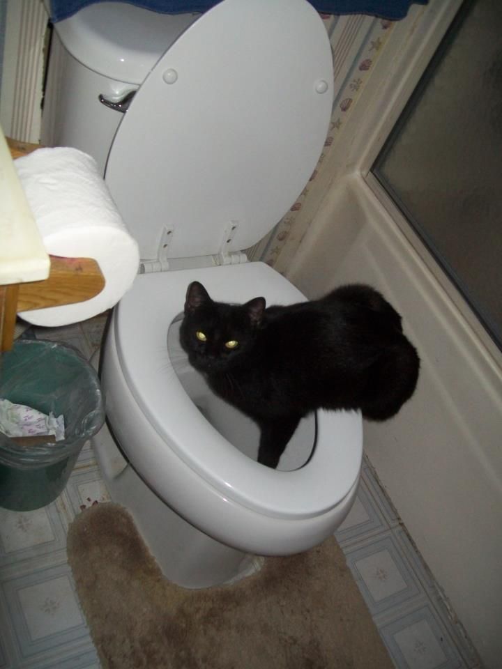 And my psycho cat drinks from the toilet