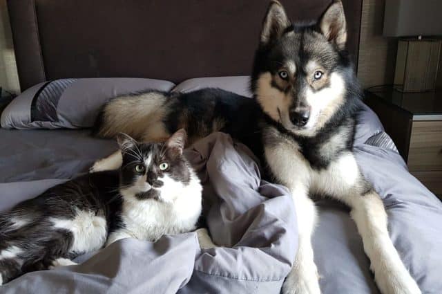 Are Siberian Huskies Good With Cats?  The Pets KB