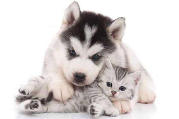 Are Siberian Huskies Good With Cats: Why Huskies and Cats ...