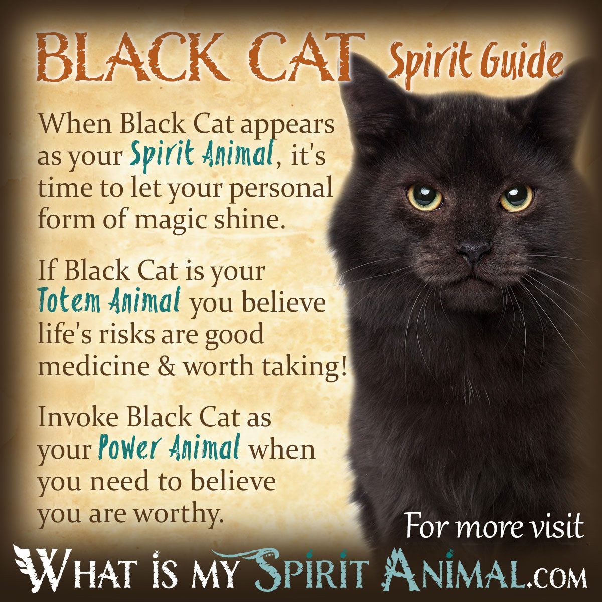 Black Cat In Dream Spiritual Meaning
